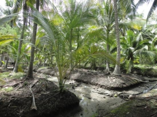 มีที่สวนมะพร้าวสมุทรสงคราม แม่กลอง ลาดเป้ง ต.นางตะเคียน ต.คลองเขิน ให้เช่าหลายแปลงหลายสิบไร่แปลงมีทั้งที่น้ำจืดและน้ำกร่อยไร่ละ300บ.ต่อเดือน ราคาต่อรองได้ลดได้ลด สนใจติดต่อ 0861721580 นัย เบอร์เดียวโทรได้24ชม.