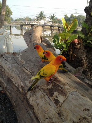 @@@ ขายนกแก้วซันคอน้วร์เชื่องๆ3ตัว @@@