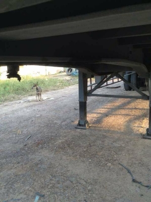 รถฮีโน่ 10 ล้อ หัวลาก 320 แรงม้า  ( ขายแม่ , ลูก )  สนใจติดต่อ 081 - 6079515