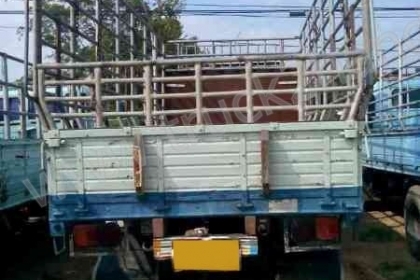 รถบรรทุก 6 ล้อ ยี่ห้อ HINO รุ่นKM779