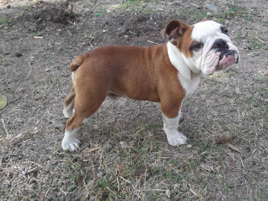 ขายบลูด๊อกเพศผู้ อายุ 8 เดือนมีใบแพ็ดรับรองจากสมาคม (อรัญประเทศ สระแก้ว)