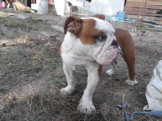 ขายบลูด๊อกเพศผู้ อายุ 8 เดือนมีใบแพ็ดรับรองจากสมาคม (อรัญประเทศ สระแก้ว)