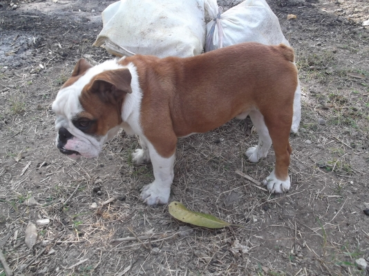 ขายบลูด๊อกเพศผู้ อายุ 8 เดือนมีใบแพ็ดรับรองจากสมาคม (อรัญประเทศ สระแก้ว)