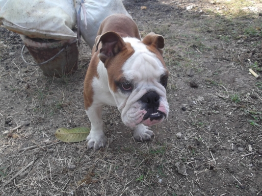 ขายบลูด๊อกเพศผู้ อายุ 8 เดือนมีใบแพ็ดรับรองจากสมาคม (อรัญประเทศ สระแก้ว)