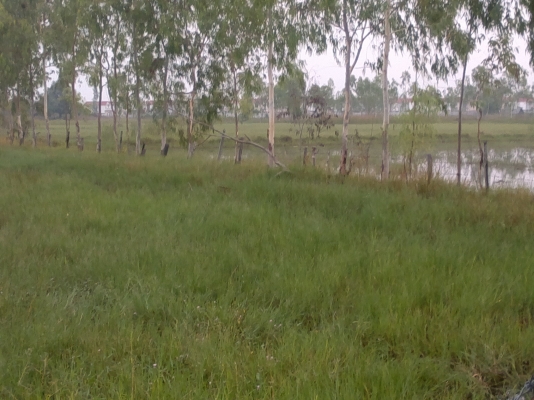 ขายที่ดินโฉนดแปลงสินทรัพย์เป็นทุน(ห้ามโอน 10ปี)สามารถโอนได้ปี58 เนื้อที่ 7 - 2 - 18 ไร่ ขายที่ดินโฉนดแปลงสินทรัพย์เป็นทุน(ห้ามโอน 10ปี)สามารถโอนได้ปี58 เนื้อที่ 7 - 2 - 18 ไร่