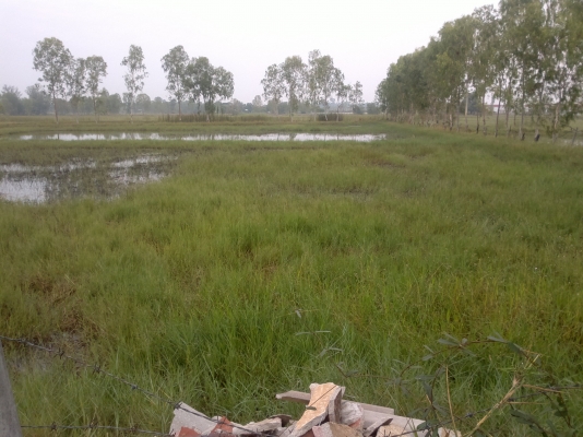 ขายที่ดินโฉนดแปลงสินทรัพย์เป็นทุน(ห้ามโอน 10ปี)สามารถโอนได้ปี58 เนื้อที่ 7 - 2 - 18 ไร่ ขายที่ดินโฉนดแปลงสินทรัพย์เป็นทุน(ห้ามโอน 10ปี)สามารถโอนได้ปี58 เนื้อที่ 7 - 2 - 18 ไร่