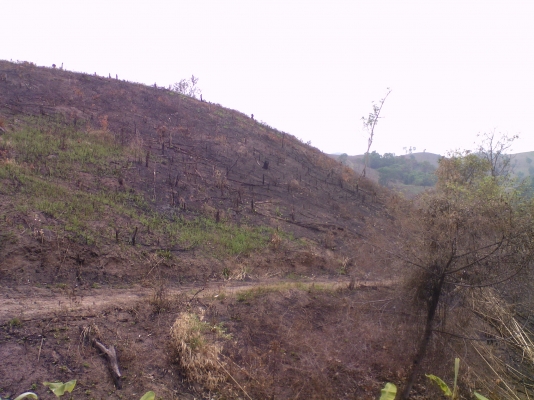 ขายไร่ข้าวโพดและที่ดินเปล่า 43 ไร่ ภบท.5 อ.ปากชม จ.เลย(ขายหมดราคาถูกๆครับ) ขายไร่ข้าวโพดและที่ดินเปล่า 43 ไร่ ภบท.5 อ.ปากชม จ.เลย(ขายหมดราคาถูกๆครับ)