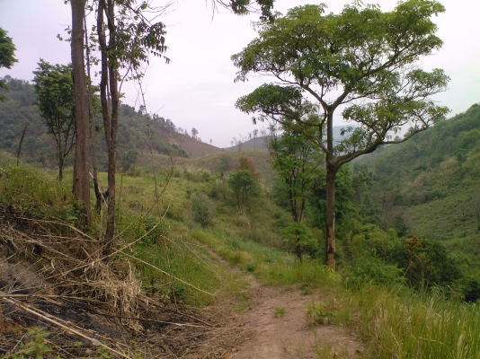 ขายไร่ข้าวโพดและที่ดินเปล่า 43 ไร่ ภบท.5 อ.ปากชม จ.เลย(ขายหมดราคาถูกๆครับ) ขายไร่ข้าวโพดและที่ดินเปล่า 43 ไร่ ภบท.5 อ.ปากชม จ.เลย(ขายหมดราคาถูกๆครับ)