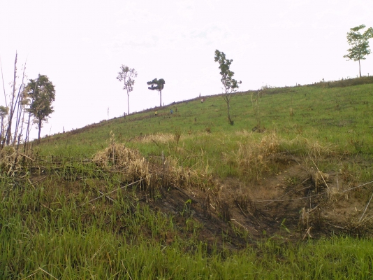 ขายไร่ข้าวโพดและที่ดินเปล่า 43 ไร่ ภบท.5  อ.ปากชม  จ.เลย(ขายหมดราคาถูกๆครับ)