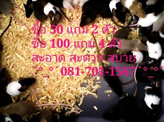 ///จำหน่าย หนูไมล์ แช่แข็ง หนูไมล์ เป็น ทุกไซส์ สะอาด ราคาถูก//