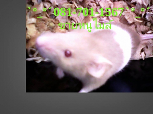 ///จำหน่าย หนูไมล์ แช่แข็ง หนูไมล์ เป็น ทุกไซส์ สะอาด ราคาถูก//