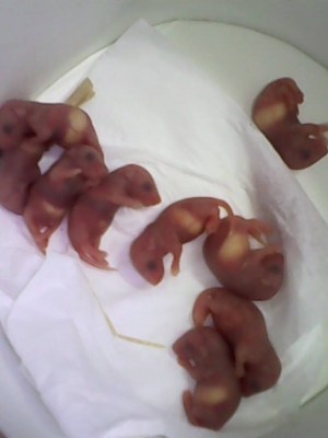 ///จำหน่าย หนูไมล์ แช่แข็ง หนูไมล์ เป็น ทุกไซส์ สะอาด ราคาถูก//