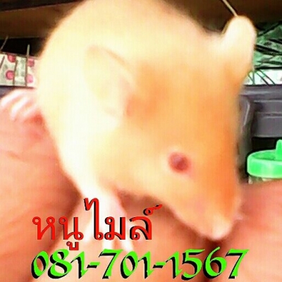 ///จำหน่าย หนูไมล์ แช่แข็ง หนูไมล์ เป็น ทุกไซส์ สะอาด ราคาถูก//