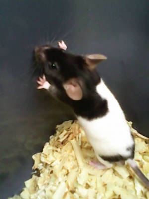 ///จำหน่าย หนูไมล์ แช่แข็ง หนูไมล์ เป็น ทุกไซส์ สะอาด ราคาถูก//