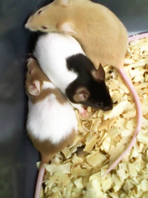 ///จำหน่าย หนูไมล์ แช่แข็ง หนูไมล์ เป็น ทุกไซส์ สะอาด ราคาถูก//