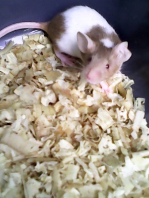 ///จำหน่าย หนูไมล์ แช่แข็ง หนูไมล์ เป็น ทุกไซส์ สะอาด ราคาถูก//