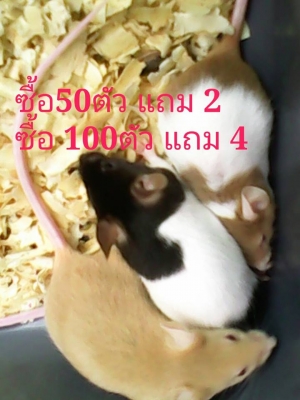 ///จำหน่าย หนูไมล์ แช่แข็ง หนูไมล์ เป็น ทุกไซส์ สะอาด ราคาถูก//