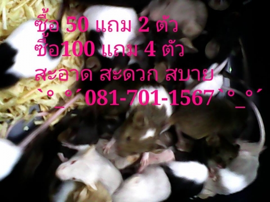 ///จำหน่าย หนูไมล์ แช่แข็ง หนูไมล์ เป็น ทุกไซส์ สะอาด ราคาถูก//