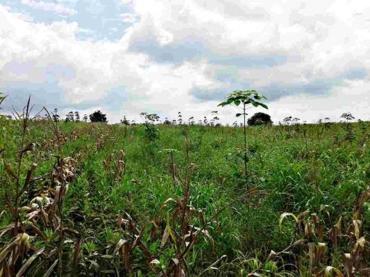 ขายไร่ละ 29,000 บาท 23 ไร่ 3 งาน 96 ตารางวา ภบท 5