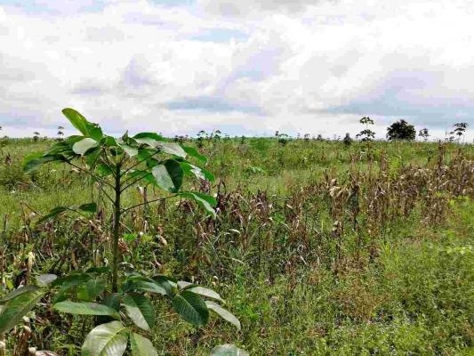 ขายไร่ละ 29,000 บาท 23 ไร่ 3 งาน 96 ตารางวา ภบท 5