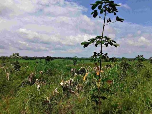 ขายไร่ละ 29,000 บาท 23 ไร่ 3 งาน 96 ตารางวา ภบท 5