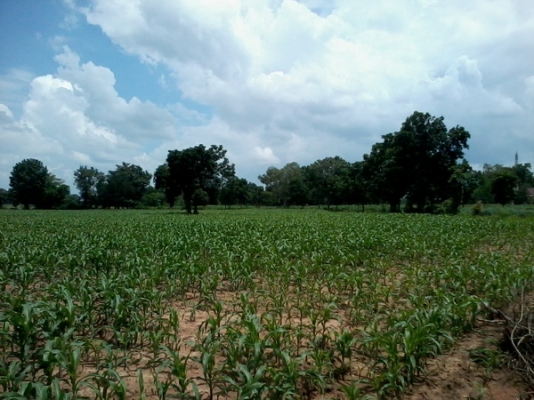 ขายที่ดินติดทางสาธารณะราคาถูก 28 ไร่ 1งาน ราคา 130,000 บาทต่อไร่ อ.สีคิ้ว ขายที่ดินติดทางสาธารณะราคาถูก 28 ไร่ 1งาน ราคา 130,000 บาทต่อไร่ อ.สีคิ้ว