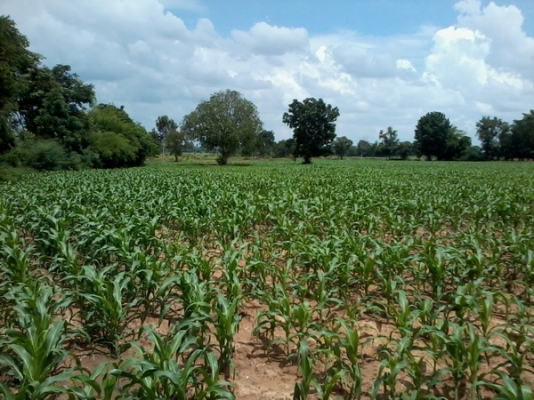 ขายที่ดินติดทางสาธารณะราคาถูก 28 ไร่ 1งาน ราคา 130,000 บาทต่อไร่ อ.สีคิ้ว ขายที่ดินติดทางสาธารณะราคาถูก 28 ไร่ 1งาน ราคา 130,000 บาทต่อไร่ อ.สีคิ้ว