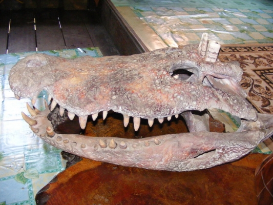 ขายหัวจรเข้น้ำเค็ม ขายหัวจรเข้น้ำเค็ม