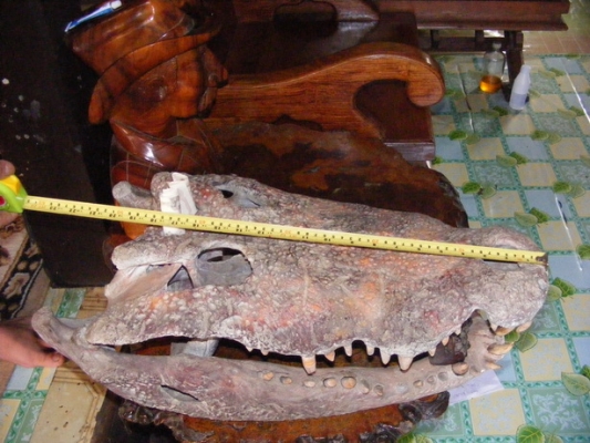 ขายหัวจรเข้น้ำเค็ม