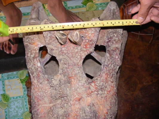 ขายหัวจรเข้น้ำเค็ม ขายหัวจรเข้น้ำเค็ม