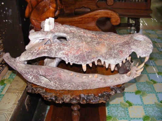 ขายหัวจรเข้น้ำเค็ม ขายหัวจรเข้น้ำเค็ม