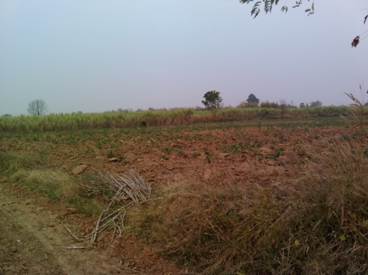 ขายด่วนที่ดิน 6 ไร่ ราคา 220,000 บาทต่อไร่  บ้านโนนประดู่ อ.สีคิ้ว