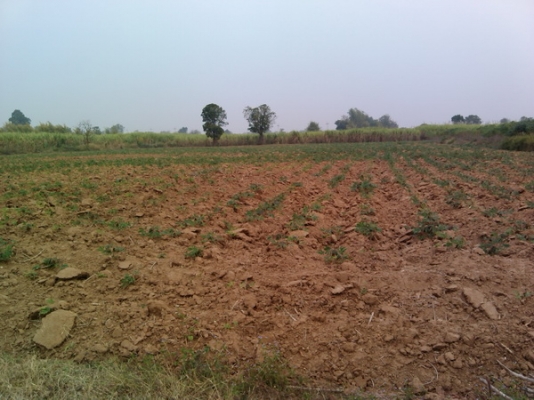 ขายด่วนที่ดิน 6 ไร่ ราคา 220,000 บาทต่อไร่  บ้านโนนประดู่ อ.สีคิ้ว