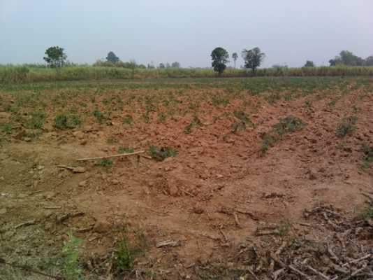 ขายด่วนที่ดิน 6 ไร่ ราคา 220,000 บาทต่อไร่  บ้านโนนประดู่ อ.สีคิ้ว