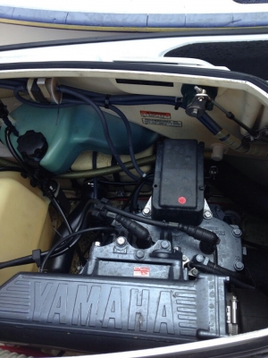 ขายปลาโอเพิ่งออกจากตู้