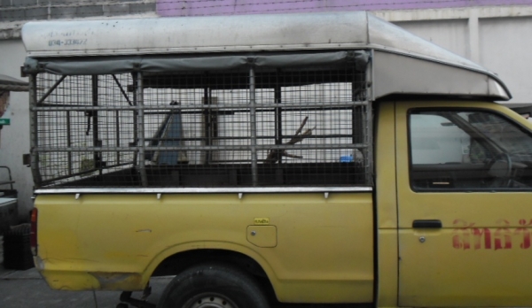 ลูกกระบะสแตนเลส  Datsun ช้างเหยียบ