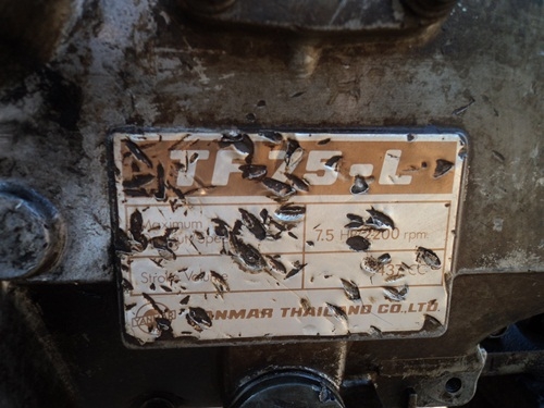 ขายรถอีแต๋นเอวอ่อนดั้มได้นะ ใช้ปั้มน้ำก็ดี้ ใช้บรรทุกน้ำฉีดยาก็ดี ใช้บรรทุกพืชผลทางกาลเกษตก็ได้ ขายรถอีแต๋นเอวอ่อนดั้มได้นะ ใช้ปั้มน้ำก็ดี้ ใช้บรรทุกน้ำฉีดยาก็ดี ใช้บรรทุกพืชผลทางกาลเกษตก็ได้