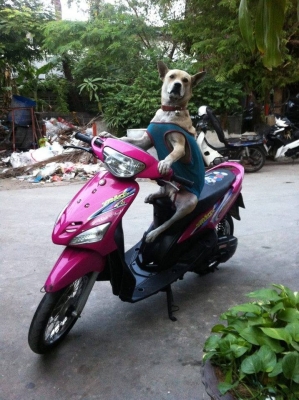 ขายมีโอถูกๆ เครื่องเดิมเงียบกริบ8999โทร0825671760