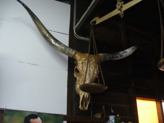 ขายเขาวัวยักษ์