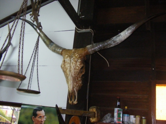 ขายเขาวัวยักษ์