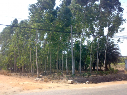 ขายที่จ.ชลลบุรี เขต พนัสนิคม ราคาต่ำ