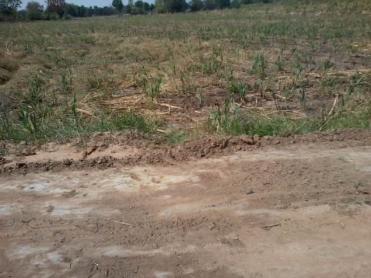 ขายที่ดินติดทางสาธารณะ 11 ไร่ ราคา 160,000 ต่อไร่ อ.สีคิ้ว ขายที่ดินติดทางสาธารณะ 11 ไร่ ราคา 160,000 ต่อไร่ อ.สีคิ้ว