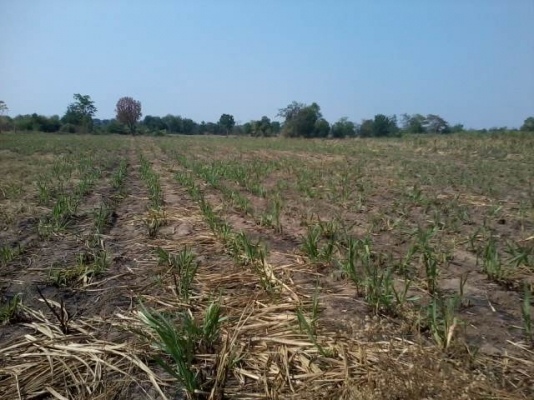 ขายที่ดินติดทางสาธารณะ 11 ไร่ ราคา 160,000 ต่อไร่ อ.สีคิ้ว ขายที่ดินติดทางสาธารณะ 11 ไร่ ราคา 160,000 ต่อไร่ อ.สีคิ้ว