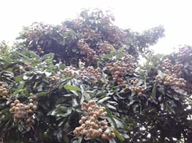 ขายทีดิน ทำเลสวย เชียงใหม่ 8ไร่ ทำเลสวย วิวสวย ใกล้ถนนซุปไฮเวย์เชียงใหม่