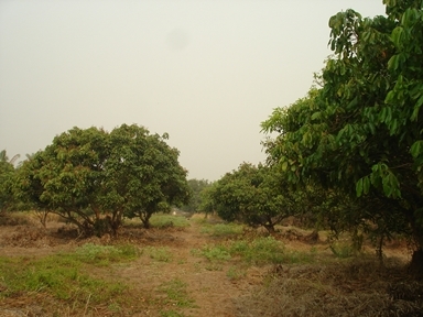 ขายทีดิน ทำเลสวย เชียงใหม่ 8ไร่ ทำเลสวย วิวสวย ใกล้ถนนซุปไฮเวย์เชียงใหม่