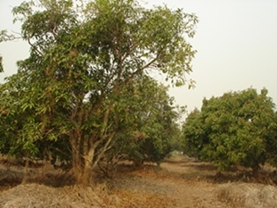 ขายทีดิน ทำเลสวย เชียงใหม่ 8ไร่ ทำเลสวย วิวสวย ใกล้ถนนซุปไฮเวย์เชียงใหม่