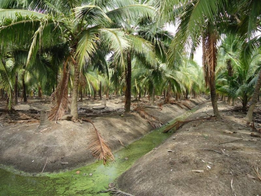 มีที่สมุทรสงคราม ต.คลองเขิน- ต.นางตะเคียน อ.เมือง จ.สมุทรสงคราม ให้เช่าหลายแปลง มีทั้งแปลงน้ำจืด และแปลงน้ำกร่อย มีแปลงสวนมะพร้าวน้ำหอม 8 ไร่ แปลงสวนมะพร้าวกะทิ 1.5ไร่/4ไร่มี3แปลงพร้อมบ้านเช่า/8ไร่มี2แปลง/22ไร่/5.5ไร่(จะล้มมะพร้าวปลูกพืช ผักก็ได้) ราคาไร่