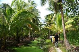 มีที่สมุทรสงคราม ต.คลองเขิน- ต.นางตะเคียน อ.เมือง จ.สมุทรสงคราม ให้เช่าหลายแปลง มีทั้งแปลงน้ำจืด และแปลงน้ำกร่อย มีแปลงสวนมะพร้าวน้ำหอม 8 ไร่ แปลงสวนมะพร้าวกะทิ 1.5ไร่/4ไร่มี3แปลงพร้อมบ้านเช่า/8ไร่มี2แปลง/22ไร่/5.5ไร่(จะล้มมะพร้าวปลูกพืช ผักก็ได้) ราคาไร่