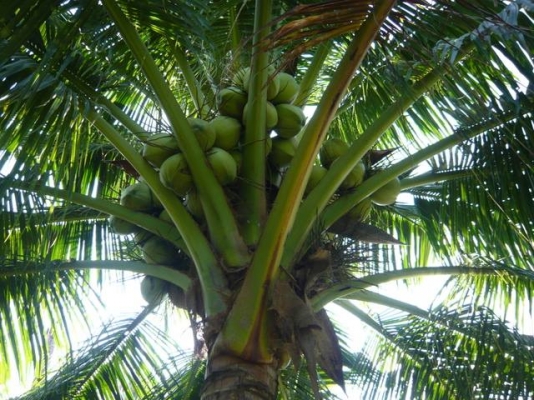 มีที่สมุทรสงคราม ต.คลองเขิน- ต.นางตะเคียน อ.เมือง จ.สมุทรสงคราม ให้เช่าหลายแปลง มีทั้งแปลงน้ำจืด และแปลงน้ำกร่อย มีแปลงสวนมะพร้าวน้ำหอม 8 ไร่ แปลงสวนมะพร้าวกะทิ 1.5ไร่/4ไร่มี3แปลงพร้อมบ้านเช่า/8ไร่มี2แปลง/22ไร่/5.5ไร่(จะล้มมะพร้าวปลูกพืช ผักก็ได้) ราคาไร่