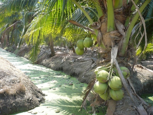 มีที่สมุทรสงคราม ต.คลองเขิน- ต.นางตะเคียน อ.เมือง จ.สมุทรสงคราม ให้เช่าหลายแปลง มีทั้งแปลงน้ำจืด และแปลงน้ำกร่อย มีแปลงสวนมะพร้าวน้ำหอม 8 ไร่ แปลงสวนมะพร้าวกะทิ 1.5ไร่/4ไร่มี3แปลงพร้อมบ้านเช่า/8ไร่มี2แปลง/22ไร่/5.5ไร่(จะล้มมะพร้าวปลูกพืช ผักก็ได้) ราคาไร่